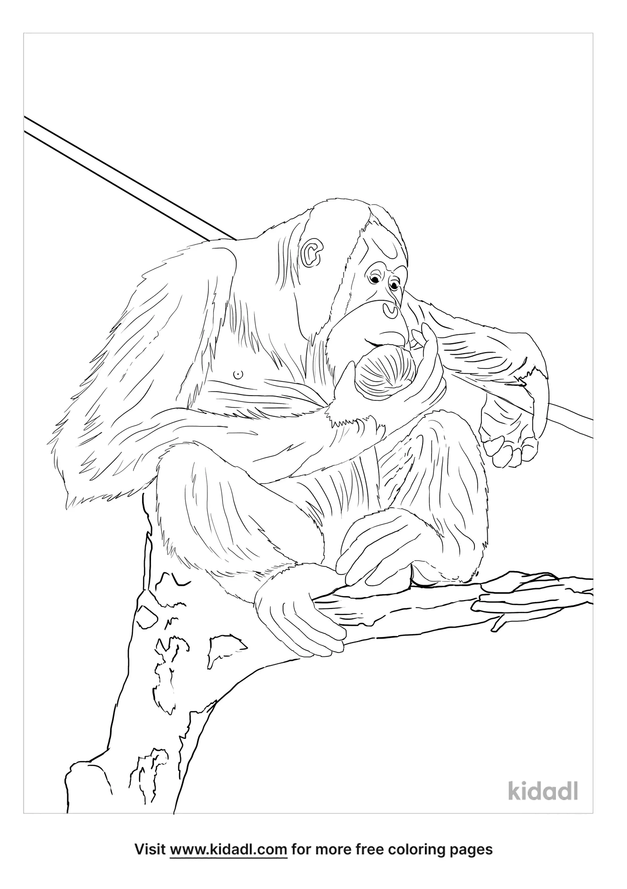 Free sumatran orangutan coloring page coloring page printables