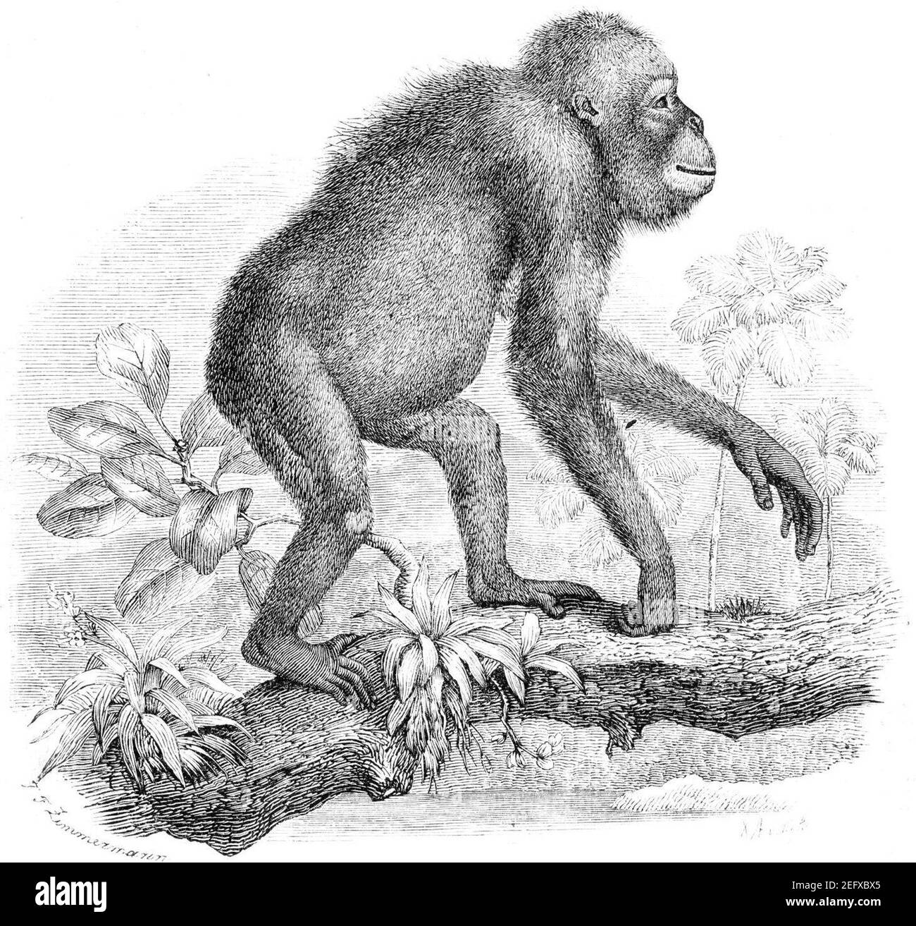 Orangutan drawing hi