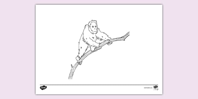 Orange orangutan ks louring sheets resources