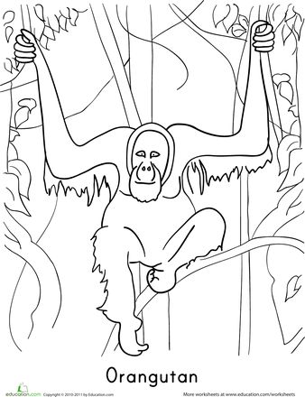 Orangutan worksheet education orangutan coloring pages monkey illustration