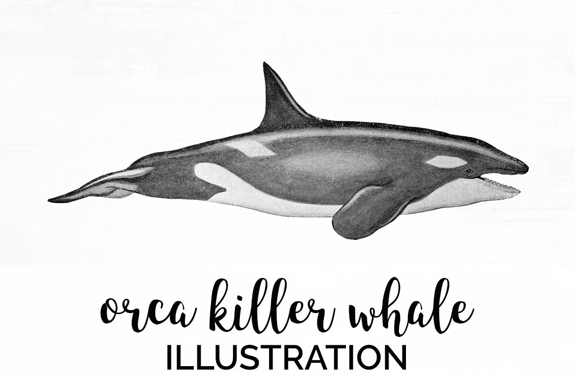 Killer whale orca clipart vintage â