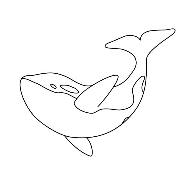 Orca coloring book stock illustrations royalty