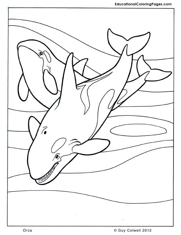 Mammals book one coloring pages animal coloring pages for kids whale coloring pages coloring pages for kids animal coloring pages