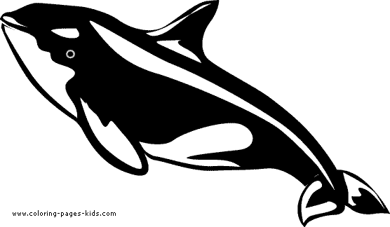 Orca color page