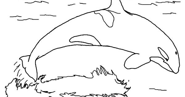 Orca whale whale coloring pages coloring pages killer whales