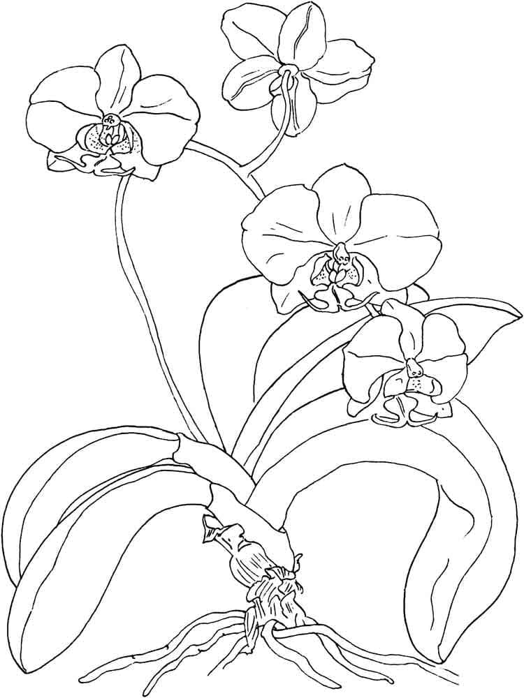 Beautiful orchid coloring page