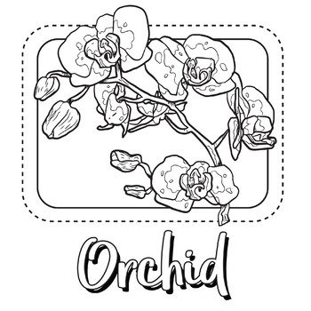 Orchid flower coloring pagebook by scworkspace tpt