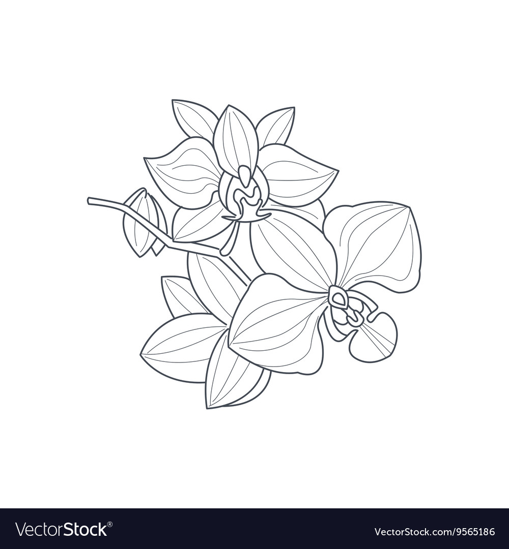 Orchid flower monochrome drawing for coloring book