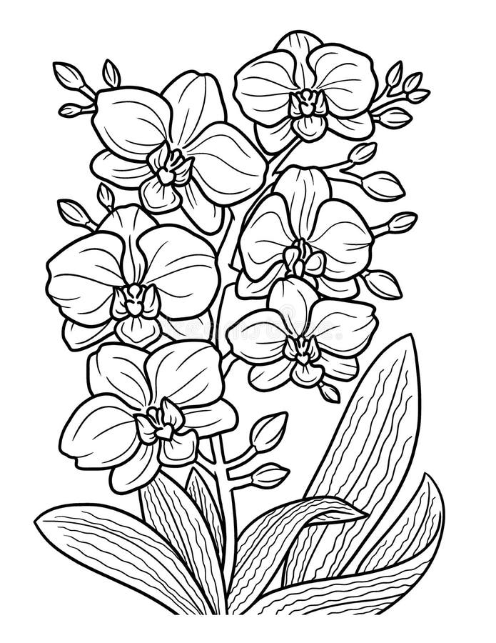 Orchid flower coloring page stock illustrations â orchid flower coloring page stock illustrations vectors clipart
