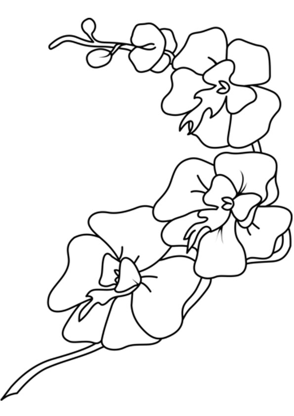 Coloring pages free printable orchid coloring pages