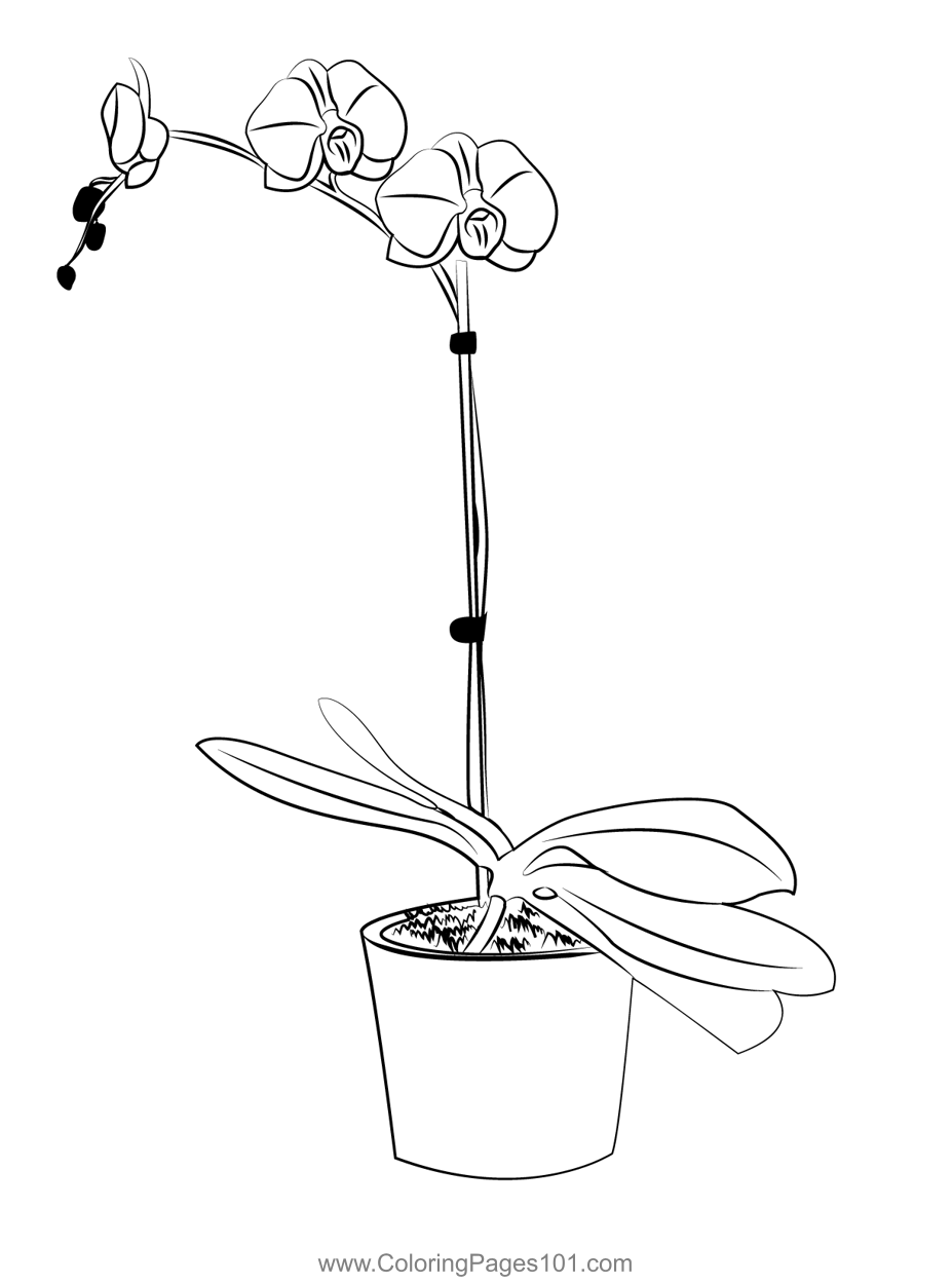 Flowering dendrobium orchid coloring page for kids