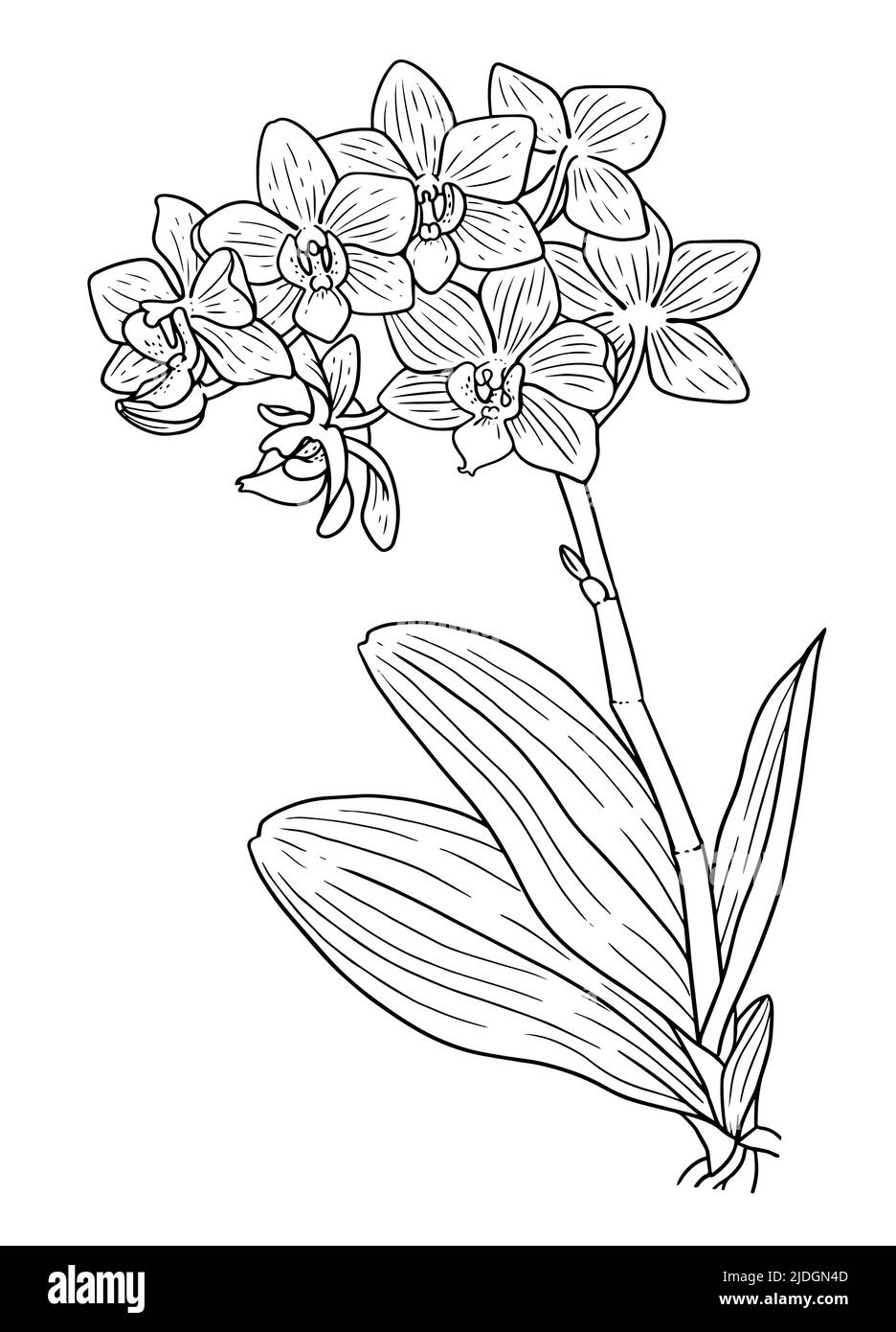 Coloring book page for adults realistic blooming orchid isolated on white background stock vector image art