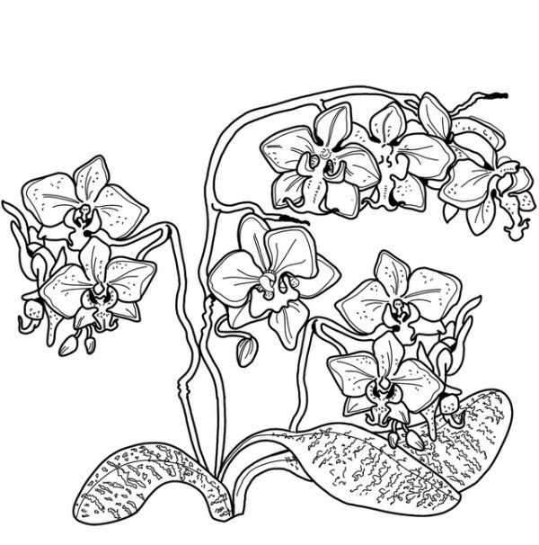 Beautiful orchid coloring pages pdf