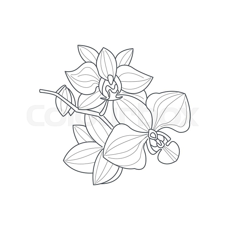 Orchid flower monochrome drawing for coloring book stock vector