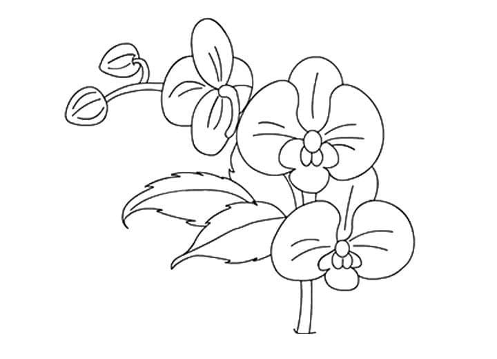 Orchid flowers coloring page