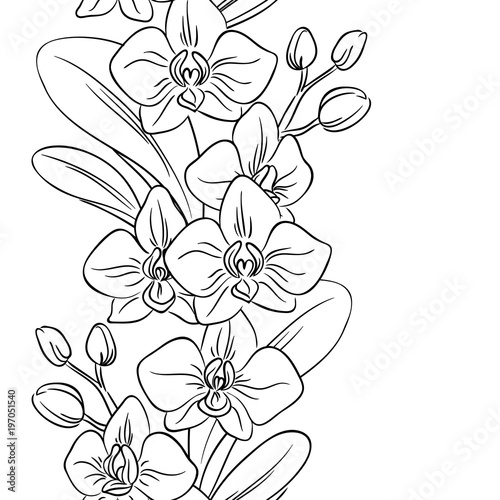 Vector contour orchid flower bouquet symbol coloring page vertical seamless pattern vector