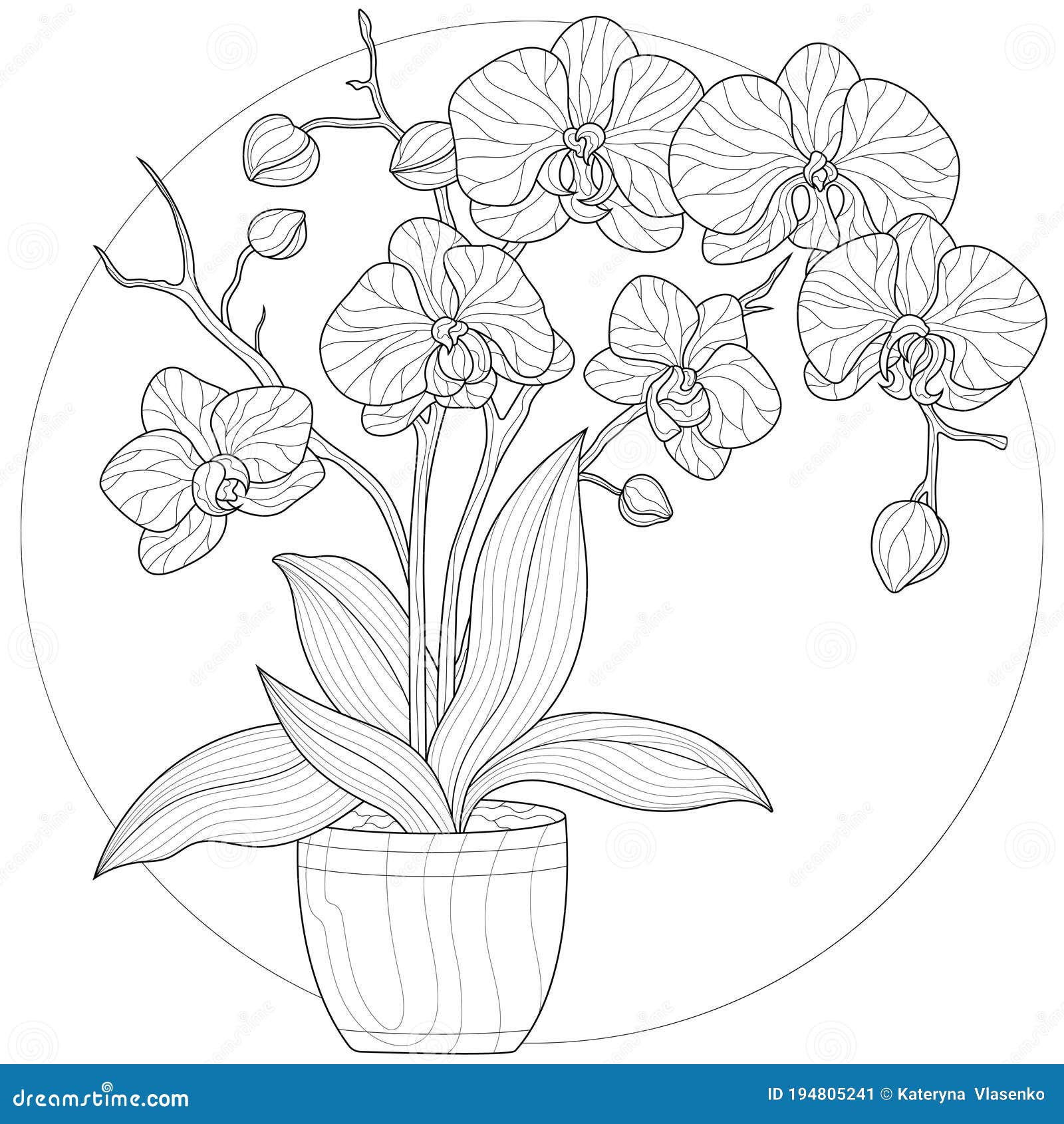 Orchid flower in a pot stock illustration illustration of botany