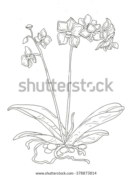 Hakuun orchid coloring page liittyvã kuvituskuva
