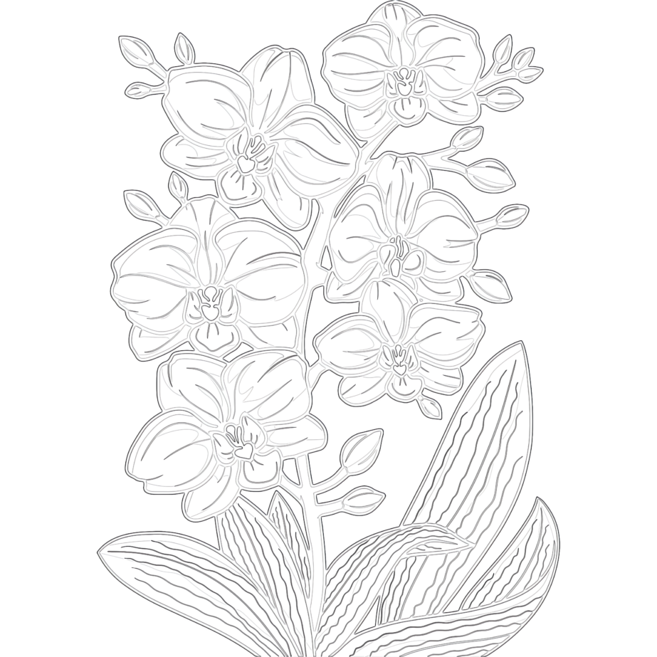 Orchid flower coloring page