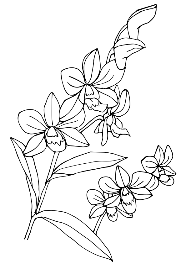 Den phal drawing for coloring page free printable nurieworld