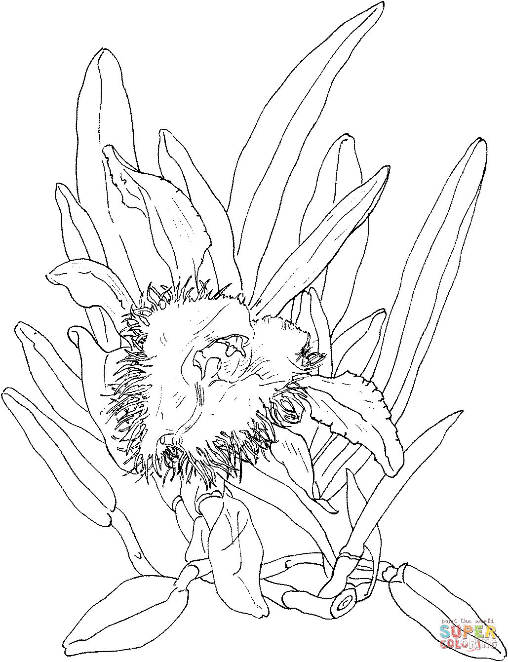 Brassavola digbyana orchid coloring page free printable coloring pages