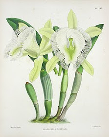 Cattleya orchid source rhyncholaelia digbyana