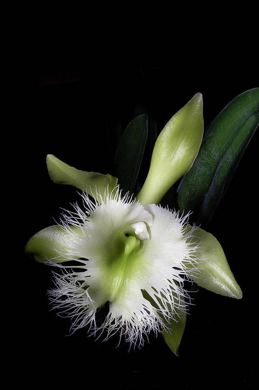 Rhyncholaelia digbyana art print by cyndy doty