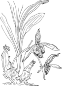 Orchid coloring pages free coloring pages