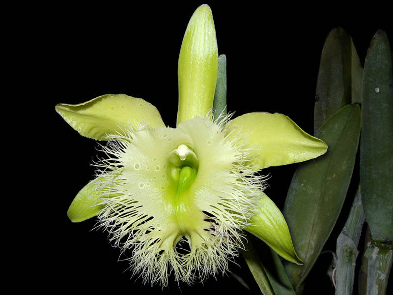 Surprising facts of the rhyncholaelia digbyana