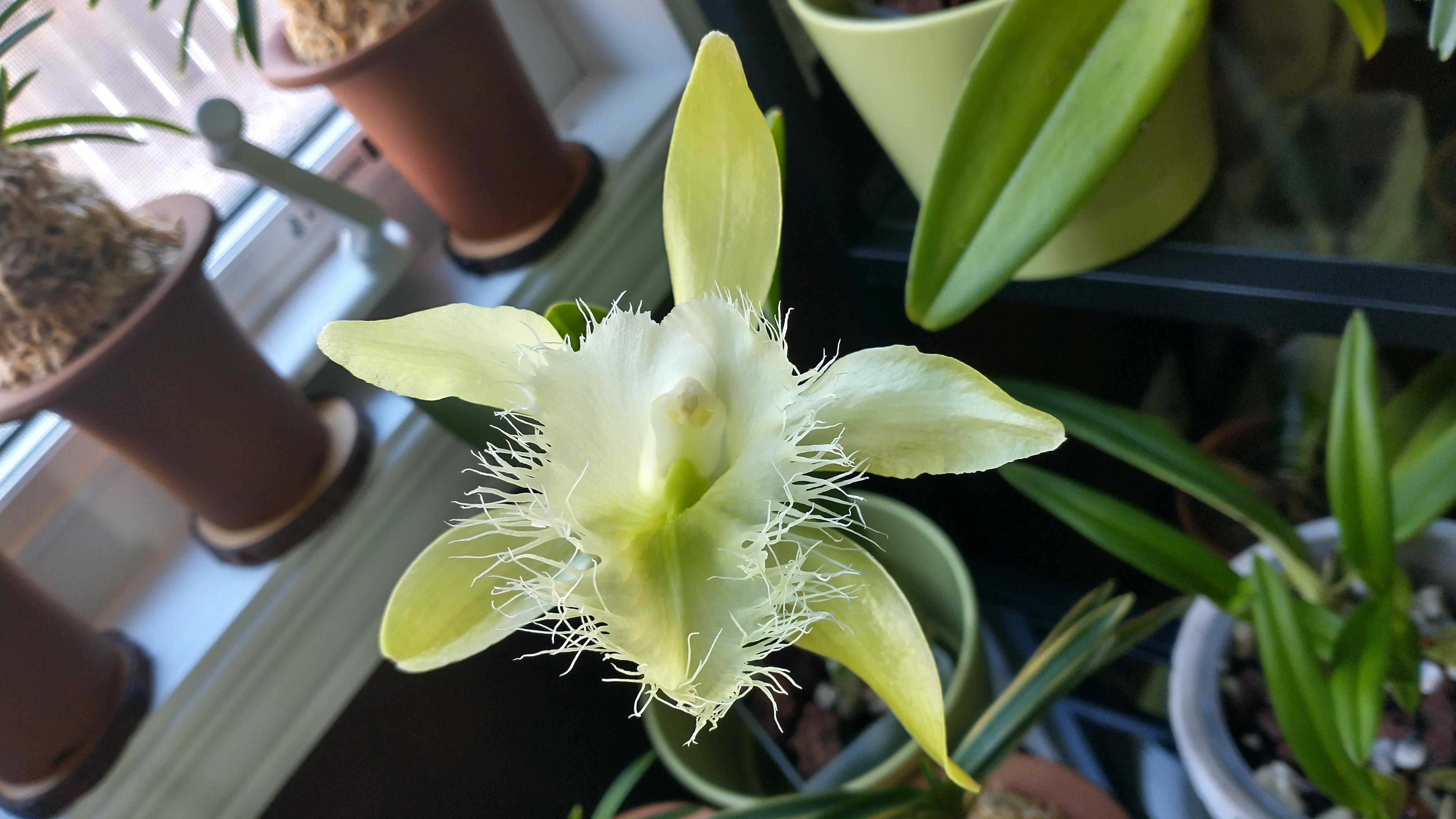 Rhyncholaelia digbyana