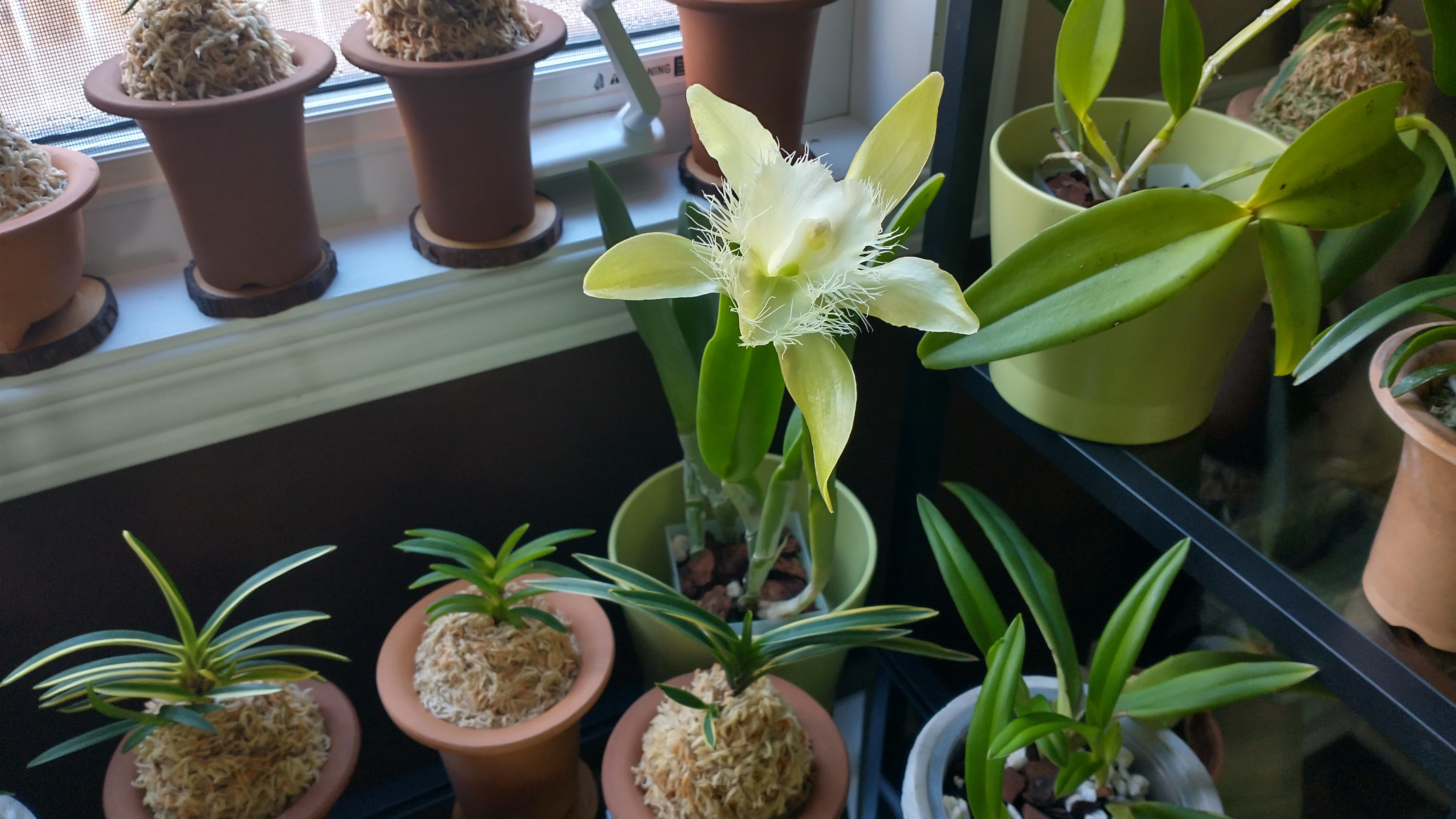 Rhyncholaelia digbyana