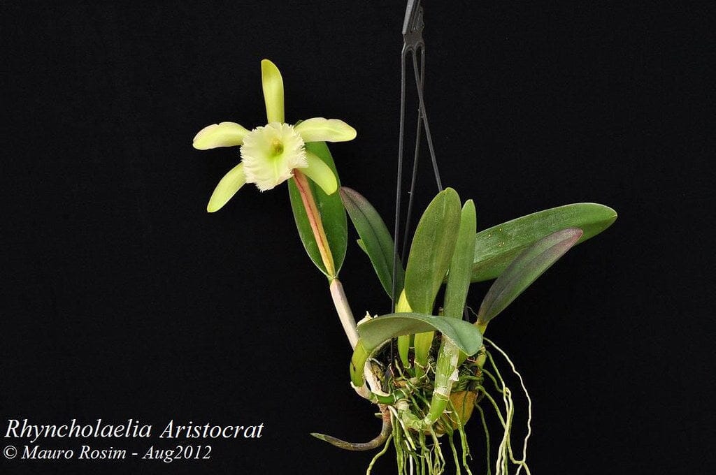 Rhyncholaelia digbyana x rhyncholaelia glauca â la foresta orchids