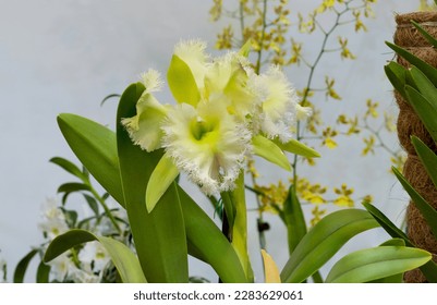 Rhyncholaelia digbyana images stock photos d objects vectors