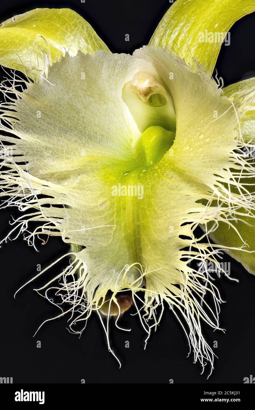 Rhyncholaelia digbyana hi