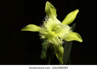 Rhyncholaelia digbyana images stock photos d objects vectors
