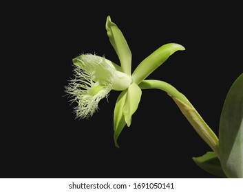 Rhyncholaelia digbyana images stock photos d objects vectors