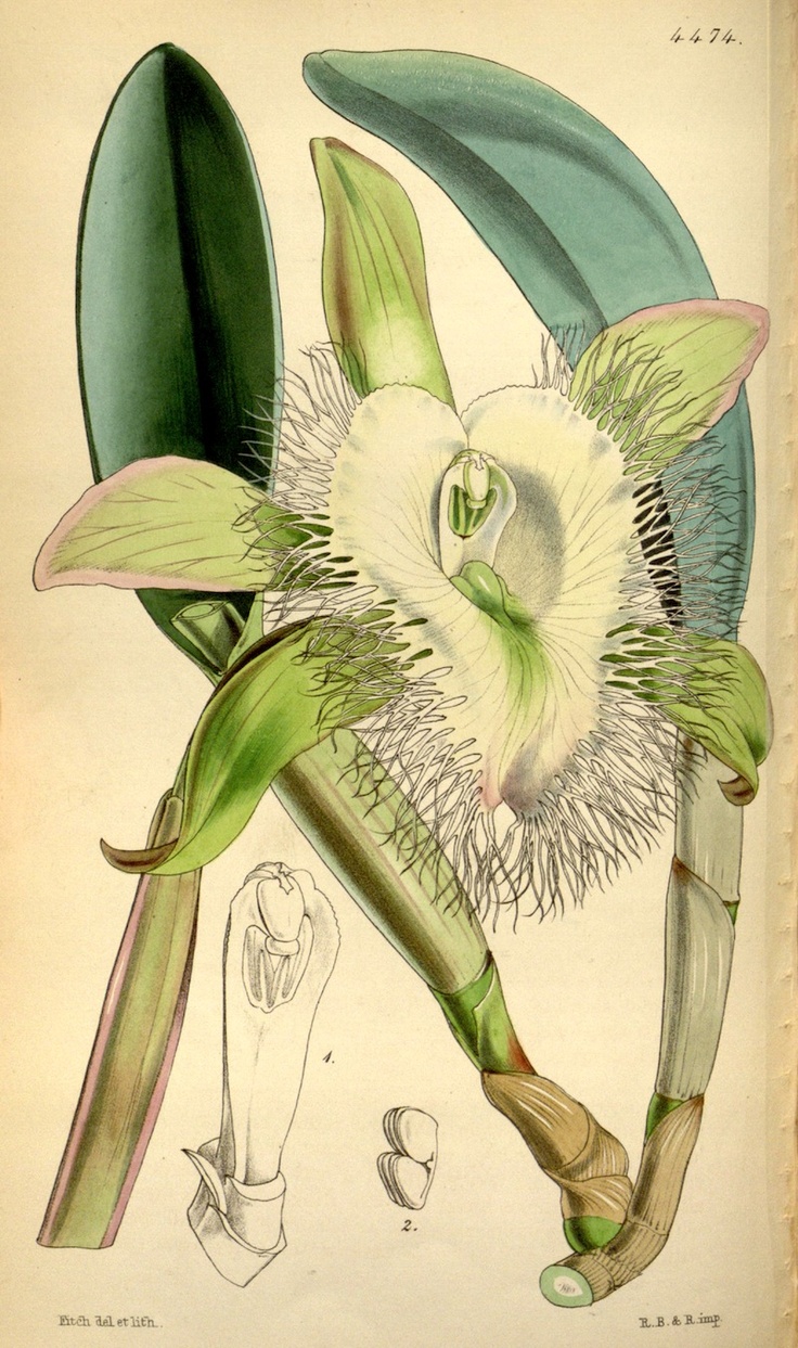 Honduras national flower