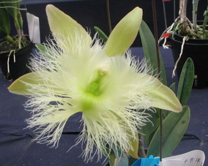 Brassavola digbyana fccaos