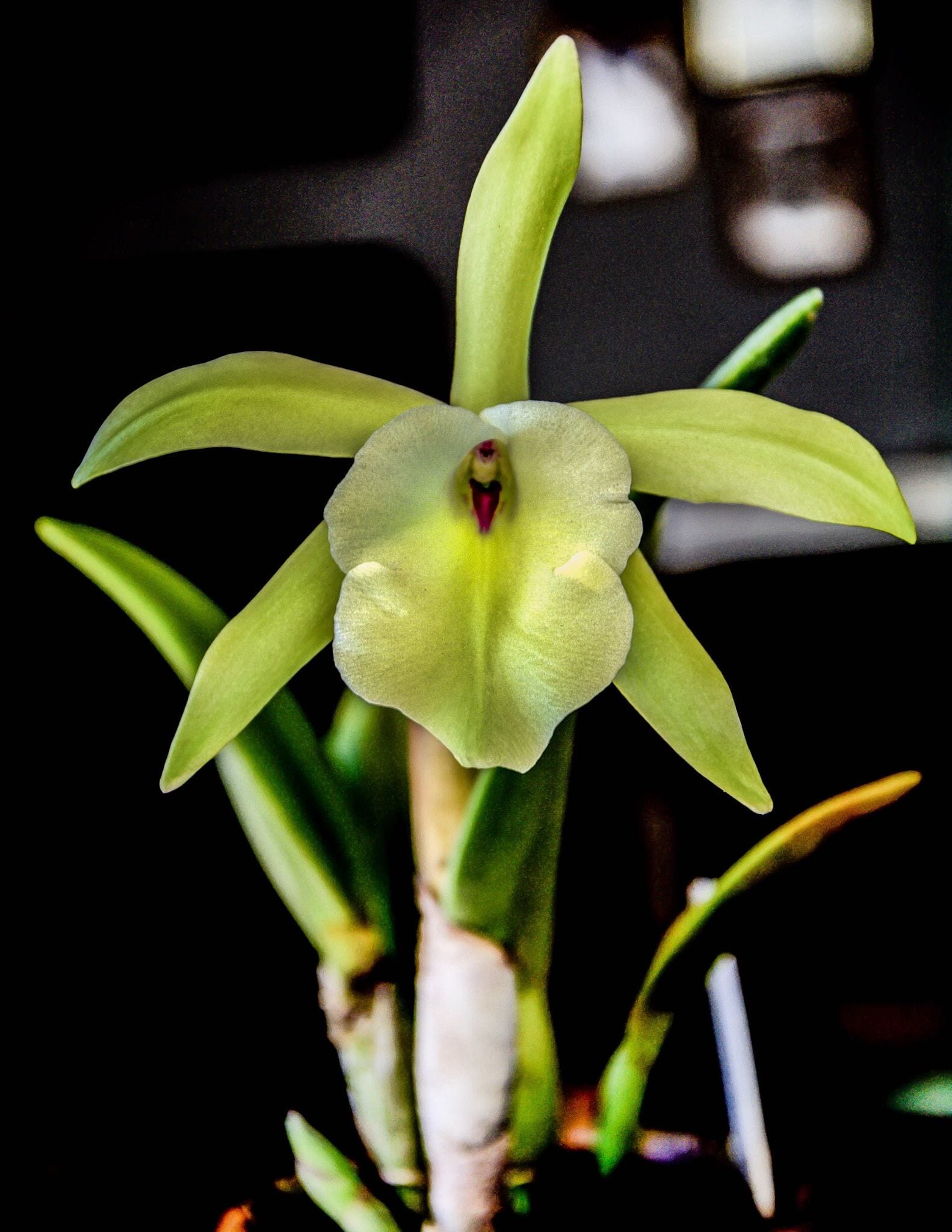 Rhyncholaelia digbyana x rhyncholaelia glauca â la foresta orchids