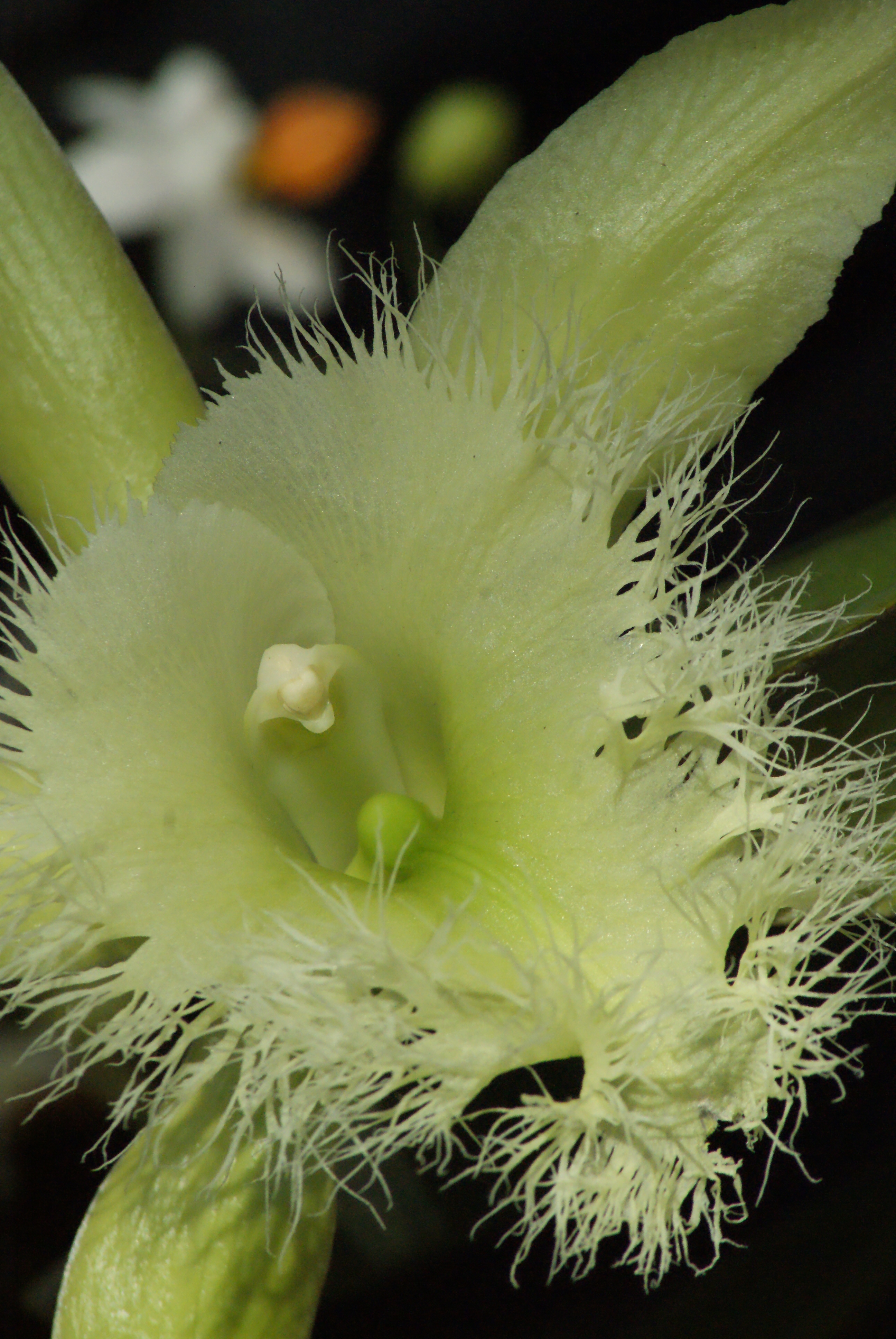 Filerhyncholaelia digbyana
