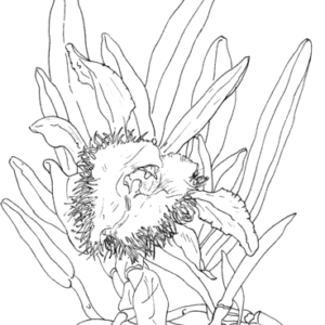 Orchid coloring pages printable for free download