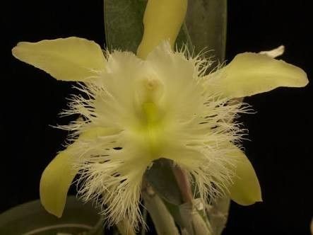 Rhyncholaelia digbyana orchid brassavola digbiana orchids bird tree botanist