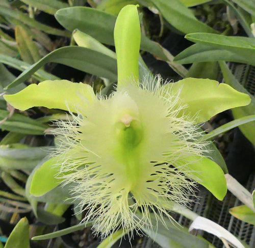 Rhyncholaelia digbyana var alba mrs chase n â la foresta orchids