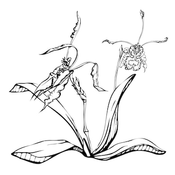 Premium vector hand drawn vector ink orchid flowers stems leaves monochrome detailed outline position with branches isolated on white background design for wall art wedding print tattoo cover card