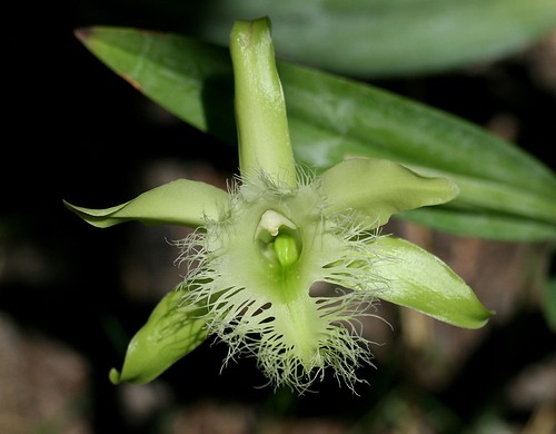 Rhyncholaelia digbyana