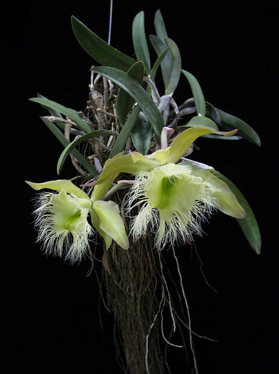Rhyncholaelia digbyana