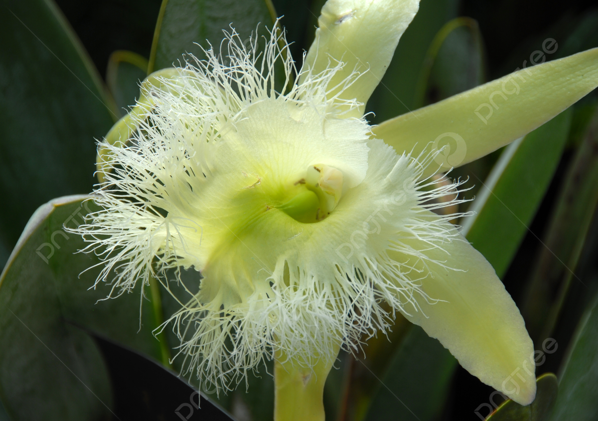 Rhyncholaelia photos pictures and background images for free download