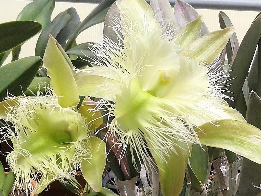 Rhyncholaelia digbyana photograph by janice dunlap