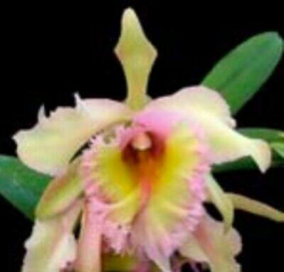Best rhyncholaelia digbyana hybrids