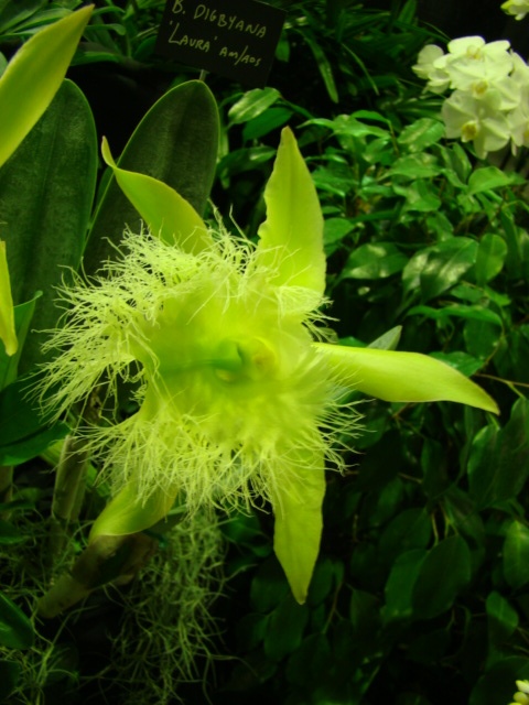 Brassavola digbyana orchid by kokin unusual flowers beautiful orchids amazing flowers